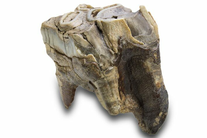Fossil Woolly Rhino (Coelodonta) Tooth - Siberia #316635